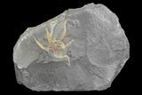 Ordovician Brittle Star (Ophiura) - Morocco #169173-1